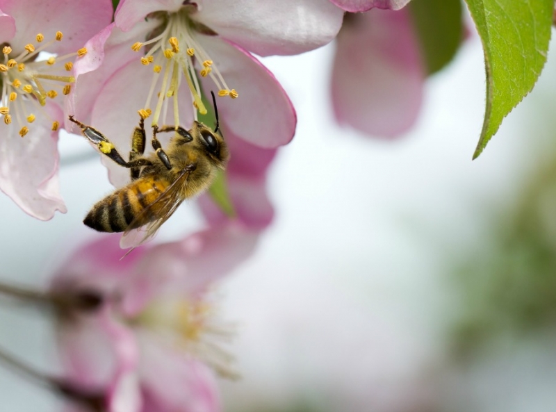 Bee