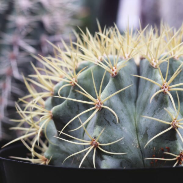 Growing Cacti and Succulents from Seed