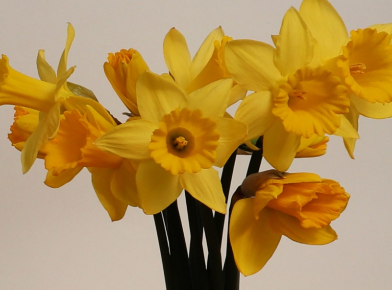 Specials Devan Greenhouses