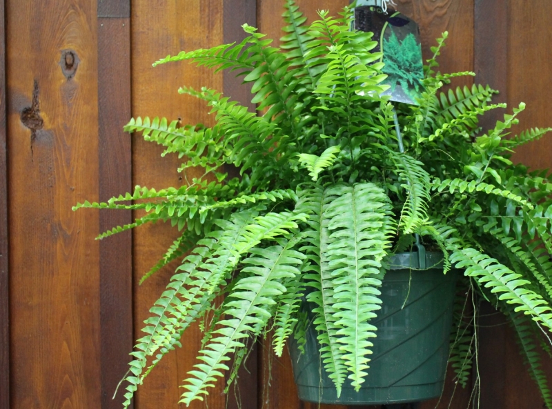 Specials Devan Greenhouses