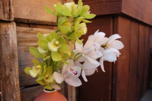 Mini Orchid Stem (Assorted)