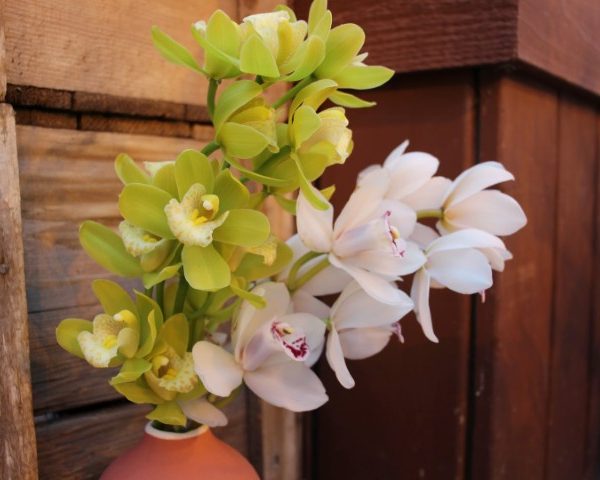 Mini Orchid Stem (Assorted)