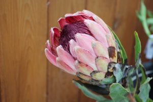 Protea Stem