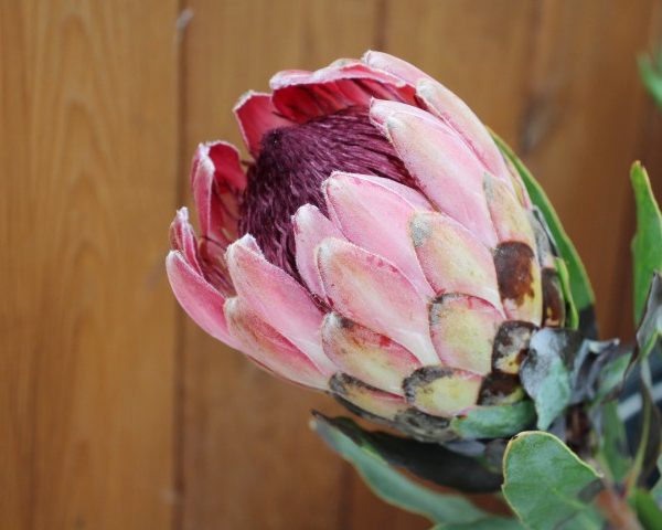 Protea Stem