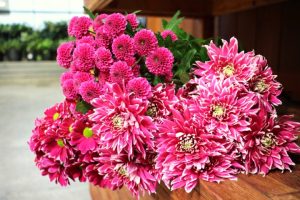Spraymum Bunch (Dark Pink)