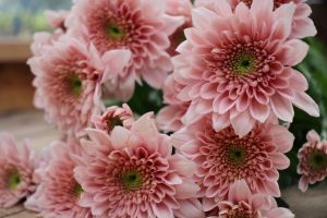 Spraymum Bunch (Light Pink)