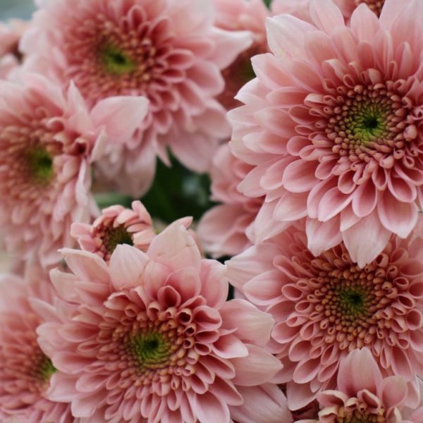 Spraymum Bunch (Light Pink)