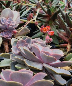 Succulent Planter Workshop
