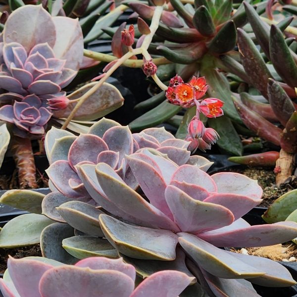 Succulent Planter Workshop