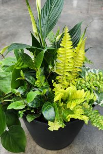 Mixed Tropical Planter