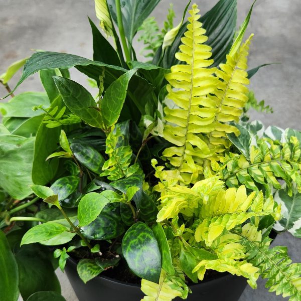 Mixed Tropical Planter