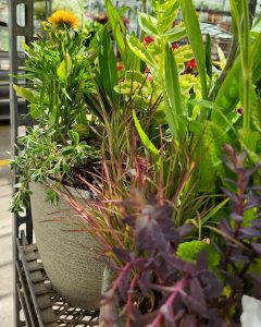 Perennial Planter