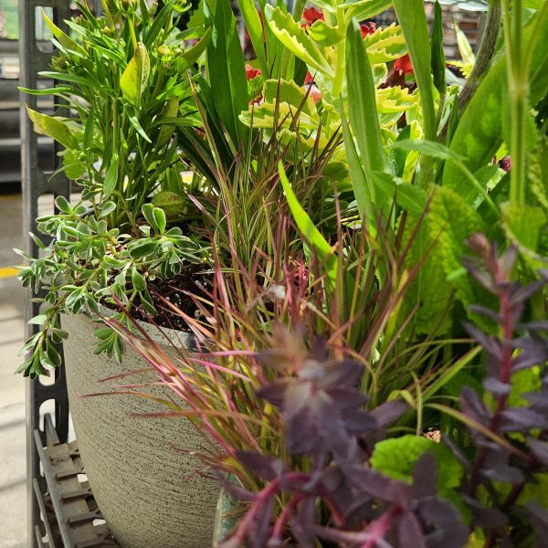 Perennial Planter