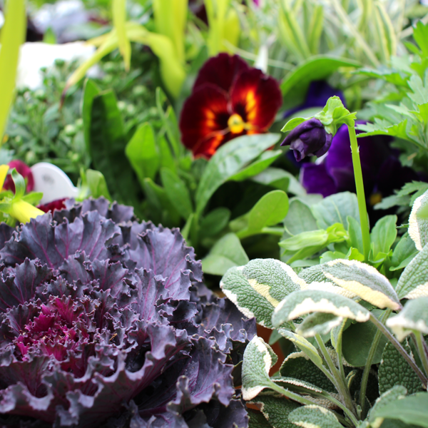 Hello Fall! Planter Workshop