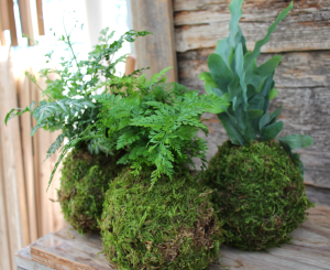 Kokedama 1-1024x957