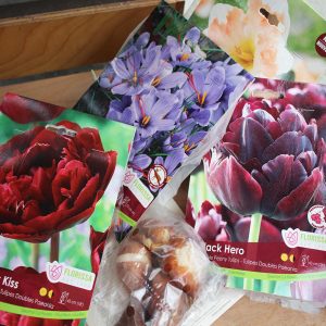 Packaged Bulbs-800x600