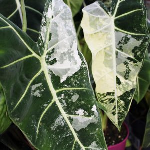 Specialty Plants-800x600